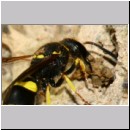 F-Ancistrocerus sp w11 beim Nestbau-Lehm wird im Rueckwaertsflug weggeschafft.jpg